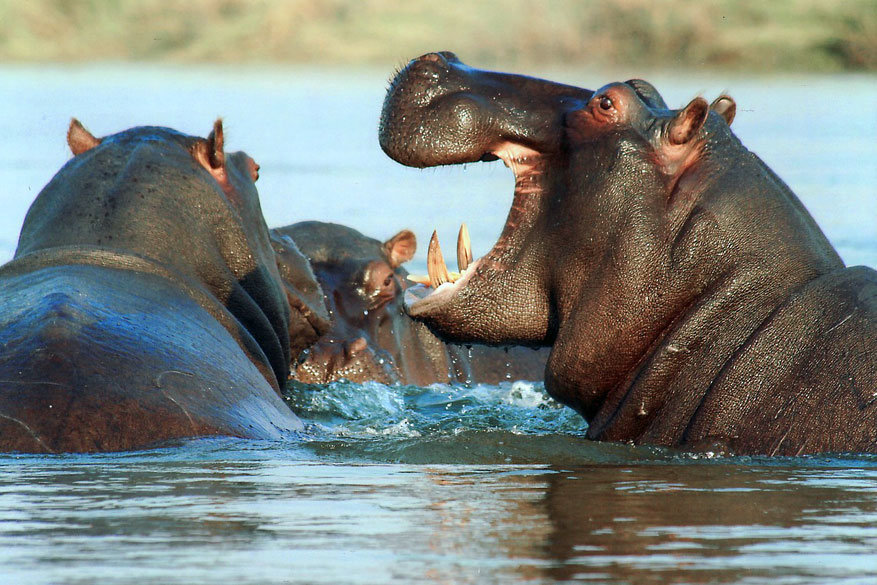 Het zwarte nijlpaard kun je in Namibië nog bewonderen.