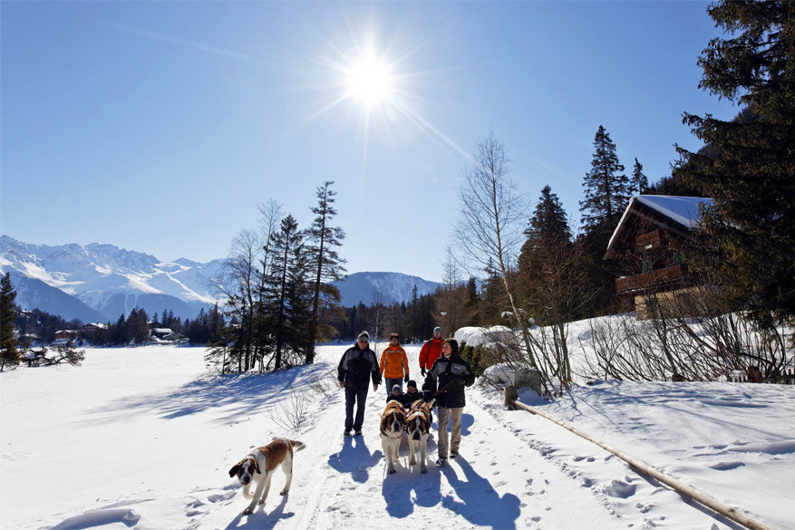 Familietip: winterwandelen met Sint-bernardshonden in Zwitserland