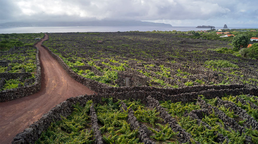 Uitzicht op de wijnplantages in Pico