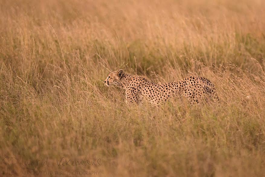 Na zonsondergang vergezelt een cheeta ons van dichtbij. Hij is duidelijk op zoek naar een prooi.