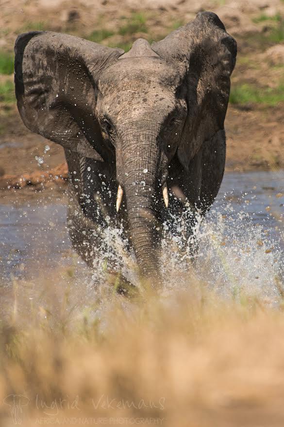 Wanneer we terugkeren naar het kamp komen we bij de rivier een kudde drinkende olifanten tegen. Iets onverwacht gebeurt plots: een olifant die zich aan de overkant van de rivier bevindt, begint luid te trompetteren en stormt de rivier over in onze richting. Gelukkig verandert hij nog van koers voor hij ons bereikt en sluit hij zich terug aan bij de kudde.