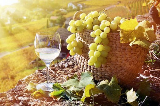Vlaamse wijnboeren in Gard