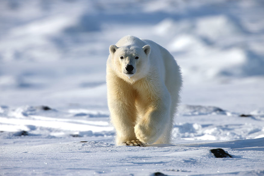 Spitsbergen: de natuurlijke habitat van de ijsbeer