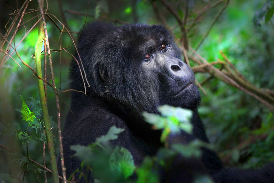 Gorilla's spotten in Oeganda