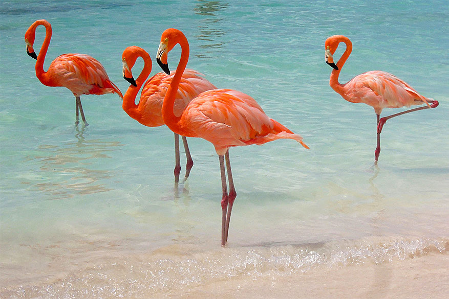 Zonnebaden tussen de flamingo's kan op Aruba