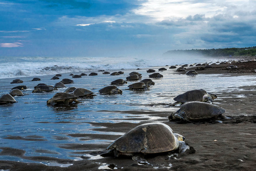Schildpadden broeden hun eitjes uit op Costa Rica