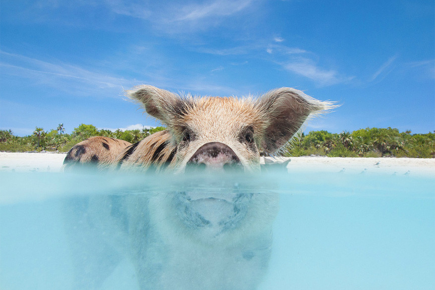 Zwemmen met varkens op Pig Island in de Bahamas
