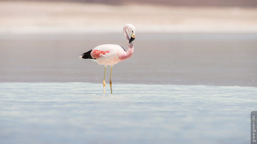 Ook hier weer het gezelschap van flamingo’s