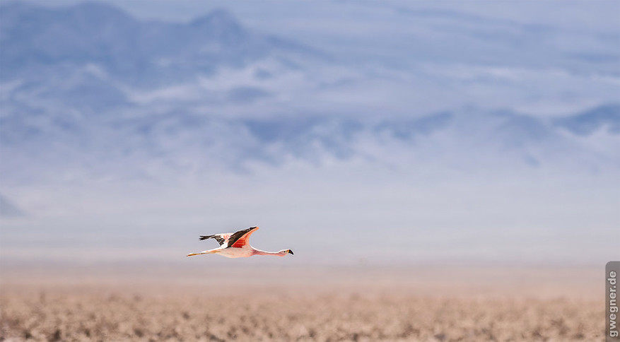 Salar de Atacama en Laguna Chaxa met flamingo’s en de lagunes Miscanti en Miniques