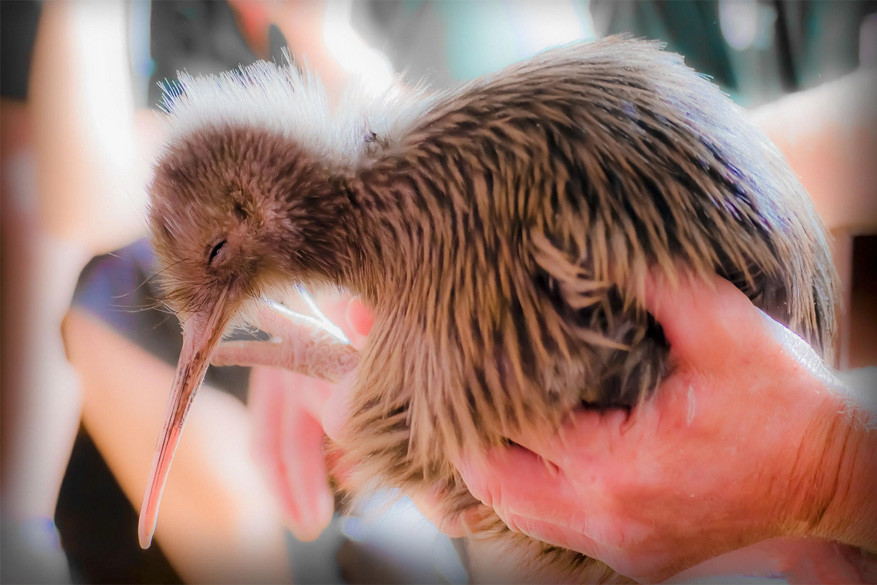 Een baby kiwi, het symbool van Nieuw-Zeeland