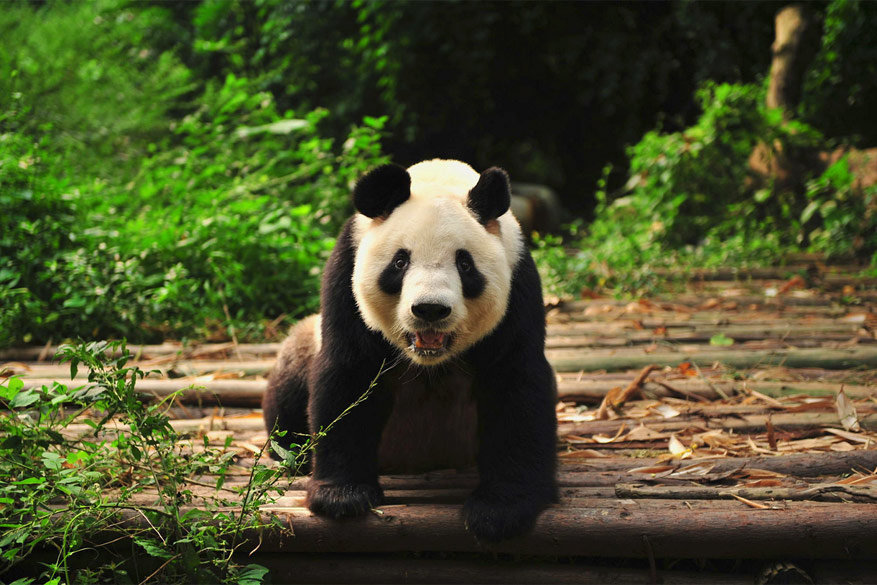 Een reuzenpanda in het Panda Breeding en Research Base in Chengdu, China