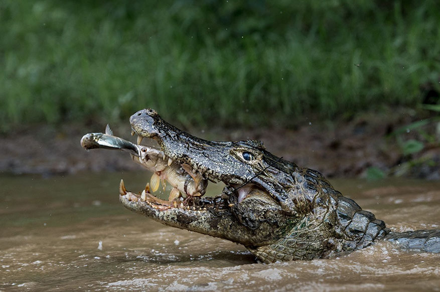 2de plaats in de categorie Natuur: ‘Double Trapping, Brazilian Pantanal’ © Massimiliano Bencivenni