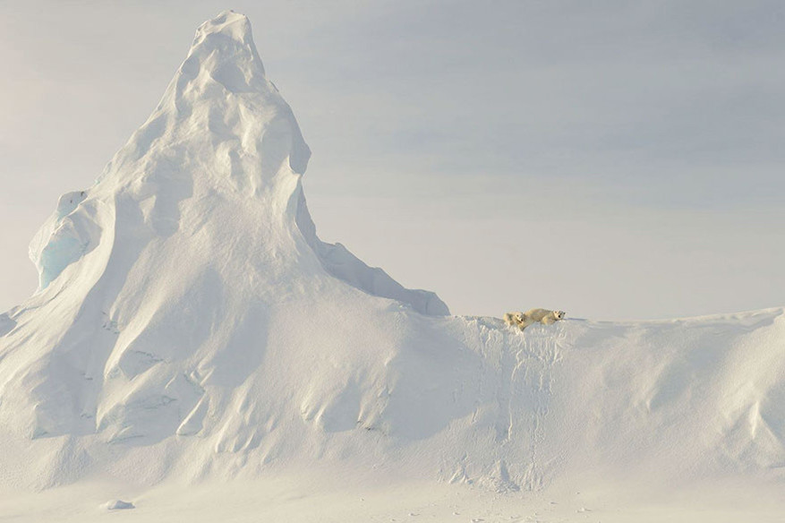 Eervolle vermelding in de categorie Natuur: ‘Bears On A Berg, Nanuvut Canada’ © John Rollins