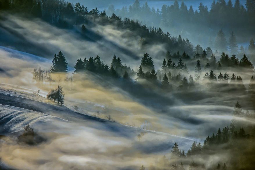 Hypnotiserende bossen in Slovenië