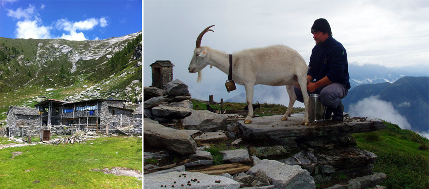 Ticino: in de weer met geiten melken op Alpe Nimi