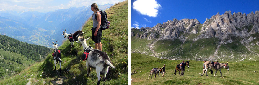 Ticino: op wandel met geitjes en muilezels