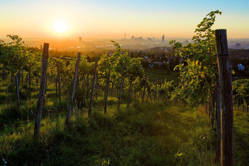 Een weekend tussen de wijngaarden in Wenen