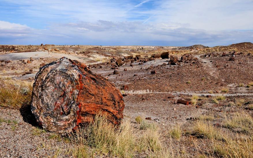 8-petrified-forest-np09
