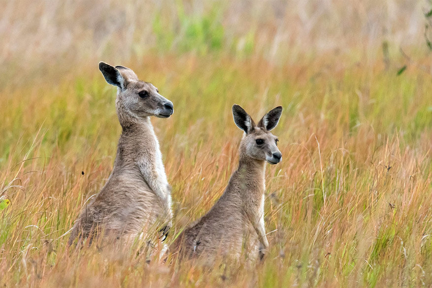 Met kangoeroes zoek je best geen ruzie.