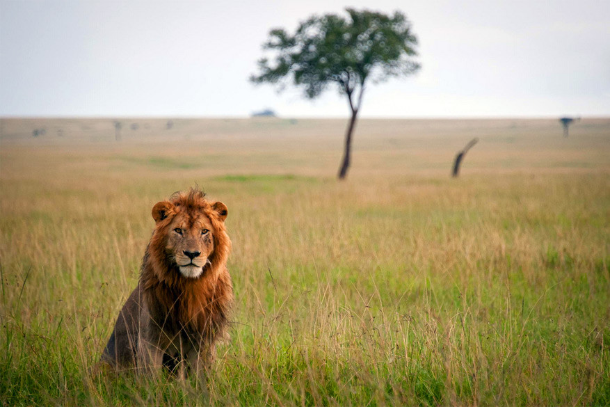 Safarisharing laat je een Afrikaanse safari delen