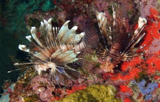 5. Uitstekende vis- en duikmogelijkheden: ook voor wie houdt van de onderwaterwereld bieden de Seychellen mogelijkheden. Het water is er aangenaam warm en kristalhelder. Je vindt de beste duikspots zowel bij de granietrotsen en riffen met roggen, schildpadden, inktvissen en af en toe een walvishaai, als bij de koraalriffen met scholen tropische koraalvissen. Ook leuk om te weten: bij de binnenste eilanden vind je verschillende scheepswrakken waar je naartoe kan duiken. Vissers doen de meest diverse vangst in de weinig bezochte wateren van de Seychellen en slaan onder meer zeilvis, barracuda, tonijn, zwaardvis en speervis aan de haak. 