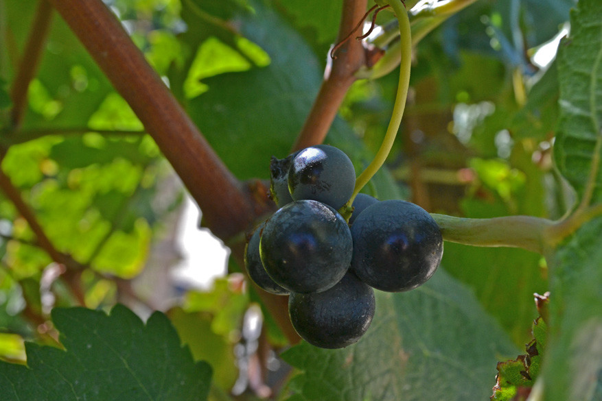 Een trosje lekkere blauwe druiven