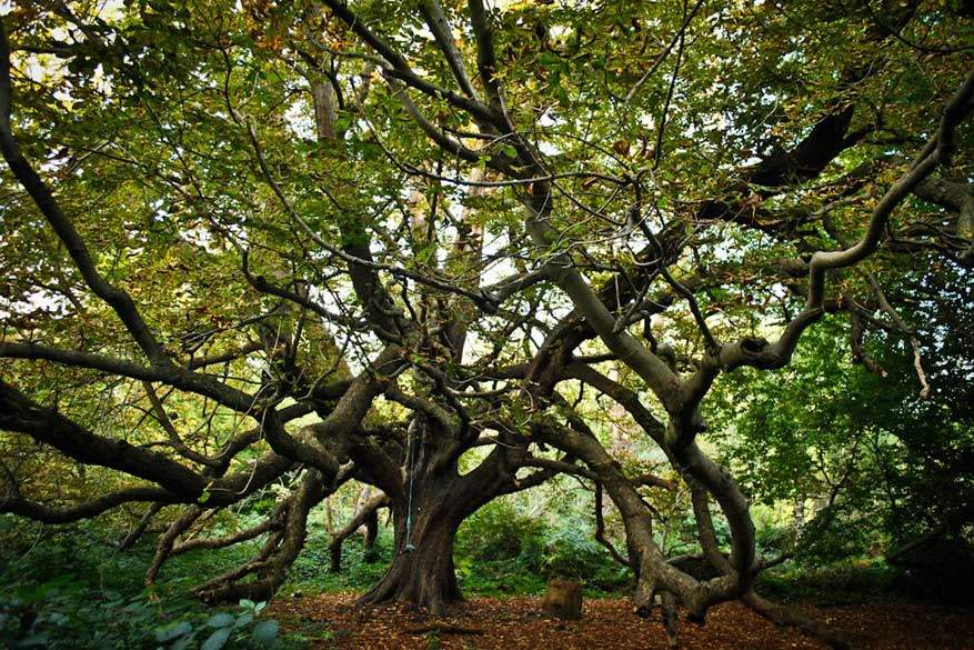 In Lullingstone Park wandel je langs wel erg bijzondere bomen.