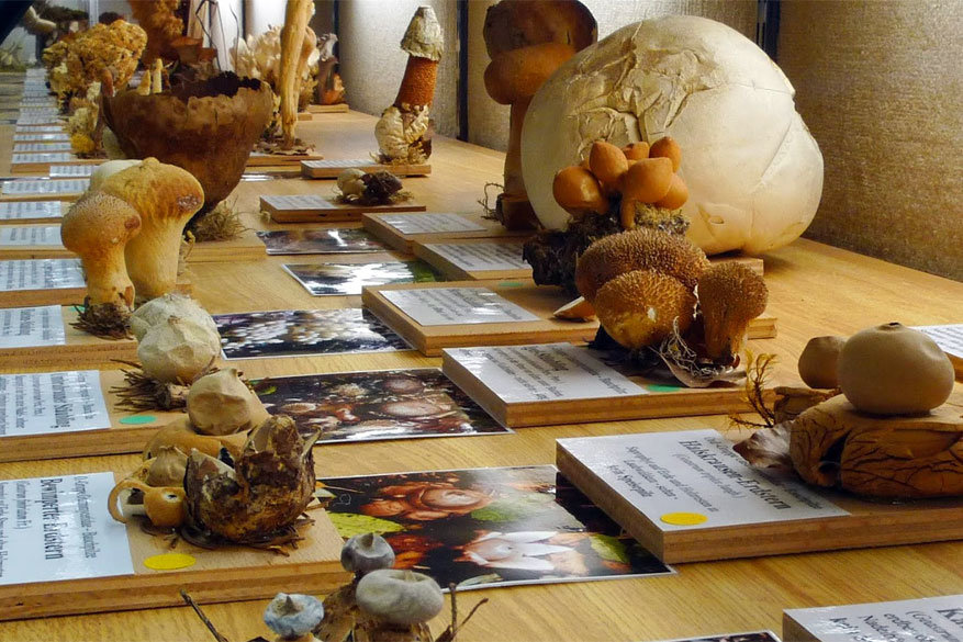 Het Pilzenmuseum in Bad Laasphe herbergt de vreemdste paddenstoelensoorten.