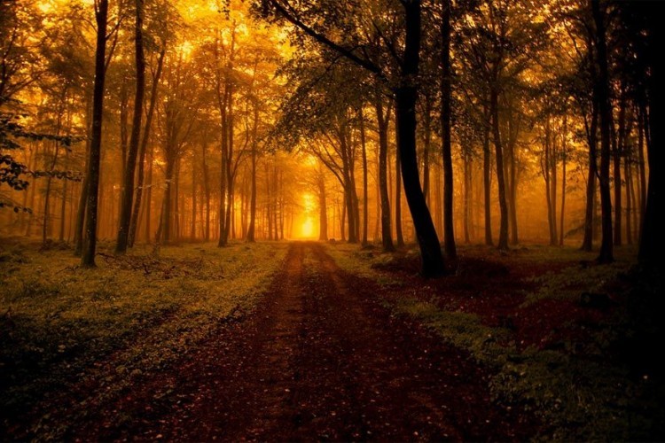 Rold Forest (Rold Skov): dit is Denemarkens tweede grootste rijkelijk beboste gebied met een grootte van 80 km². Hier wandel je langs pijnbomen en beukenbomen of trotseer je het akelige Trollenbos met knoestige, kromme bomen. © Dennis Edmond Sørensen