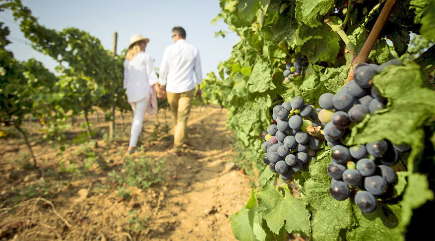 Maak de wijnervaring compleet met een actieve druivenpluksessie.