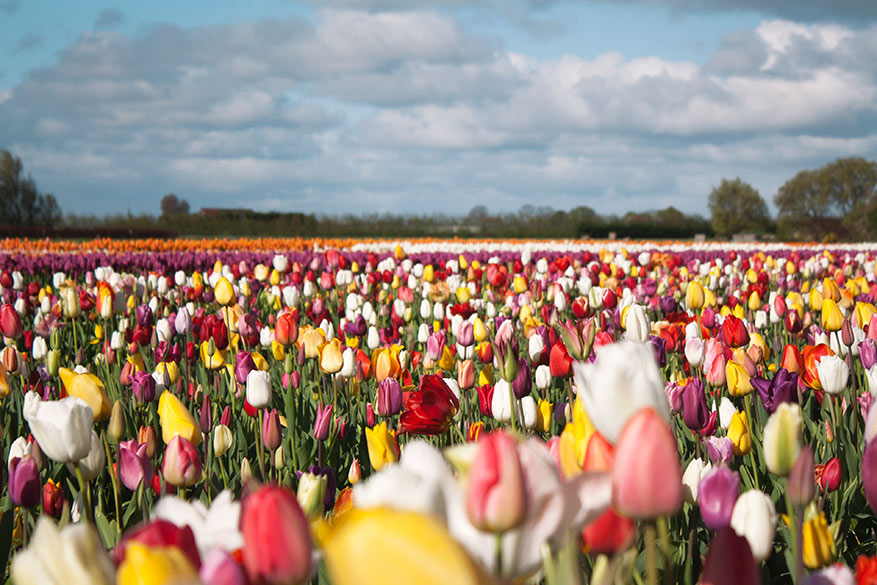 Van veld tot vaas: beleef de tulpengekte in en rondom Amsterdam
