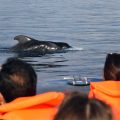 Dolfijnen en walvissen spotten op Tenerife