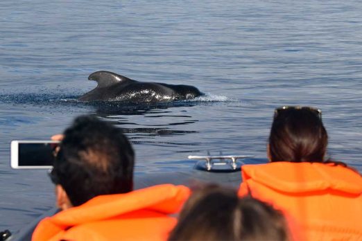 Dolfijnen en walvissen spotten op Tenerife