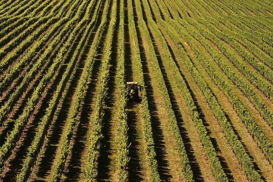 wijnstreek Nieuw Zeeland Marlborough