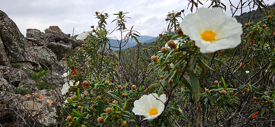 spanje Cabaneros National Park